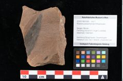 Foto (Objekt + Etikett) von Rhytisma palaeomyricae Ettingshausen (NHMW-GEO-2024-0188-0088)
